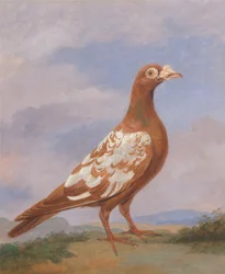Red Pied Carrier